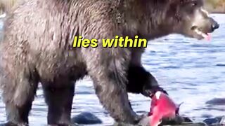 Volcano Lake Bears Feast Salmon Caviar