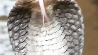 KOBRA HITAM BESAR NYEMBUR MUKA DEDE INOEN (720p).mp4