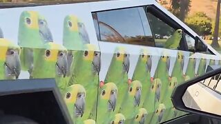 papagaio teve seu novo Cybertruck inteiro envolto