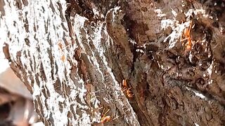 The Secret Life of Ants on a Tree | Amazing Everyday Ant Activities