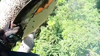 Harvesting wild honey from the tallest tree. 2