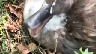 Try Not to Laugh: Funniest Animals Edition 😂  #FunnyAnimals #CutePets #AnimalFails #ViralReels #LaughOutLoud #PetLovers #TrendingNow #Humor