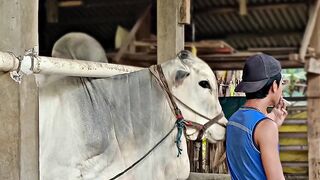 Rilex cow