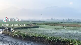 Bodor sunda 3