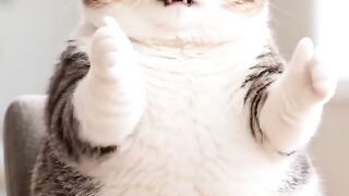 Cat cute 29