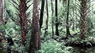 Amazing Wildlife in the Wild Forest 🐦🌿 | Nature’s Hidden Beauty