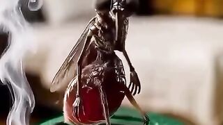 Mosquito 5