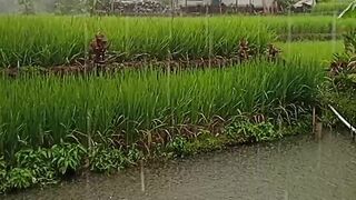 Hujan 15