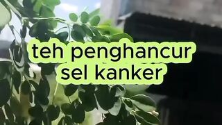 This Tea DESTROYS Cancer Cells - Allah Created It Because Dates Don't Grow Here!