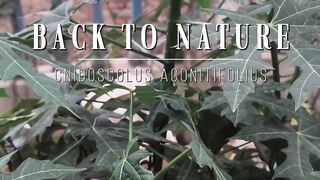 Cnidoscolus Aconitifolius in the Garden