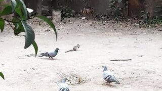 Squirrel Pigeon