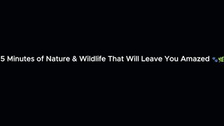 Nature and wildlife will amaze you 🐾🌿