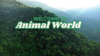 Nature and Wildlife | High Quality