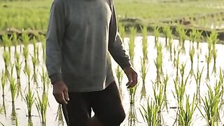 Pak tani disawah
