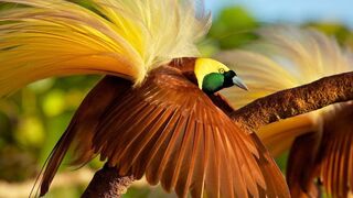 The 5 Most Beautiful Birds on Earth  Wildlife