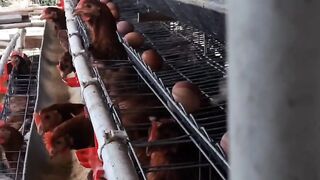 Chicken feed 2