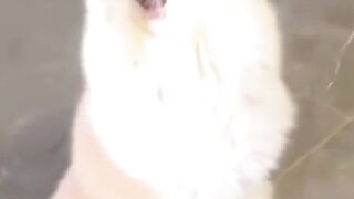 Adorable cat antics