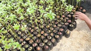 avocado seedling