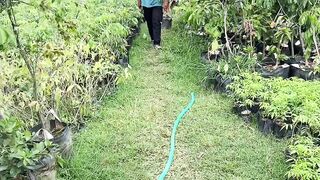 harvesting fruit seedlings