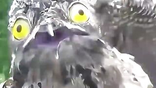 Strange Bird 2