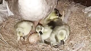 Newly Hatched Goslings Resting Together in Nest