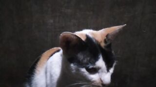 My cat tell me something and i understand🙏🙏❤️