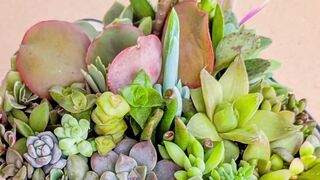 Succulent terrarium arrangement in porcelain pot