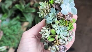 Succulent terrarium arrangement in concrete pot 4