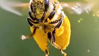 A Bee meets Pollen