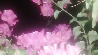 Good evening friends, who likes flowers?