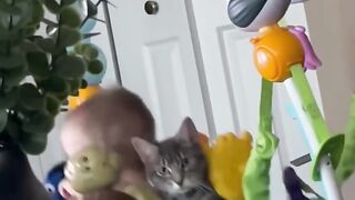 Jangan Skip! Kucing Ini Punya Tingkah yang Bikin Gemas!