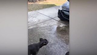 unniest Pets of 2026 😂 BEST Animal Videos