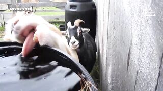 Funniest Farm Animals 10