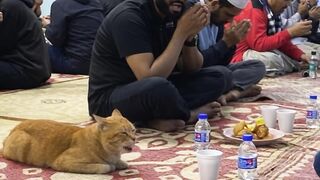 Cat in mushola