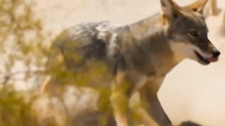 The Hungry Wolf and the Clever Bird