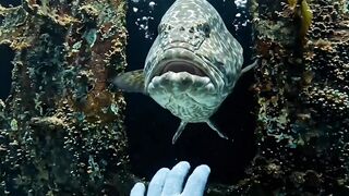 Something Huge Was Hiding Inside This Underwater Wreck… 🐟🌊
