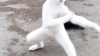 Kungfu cat 6