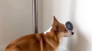 Funny animals 189