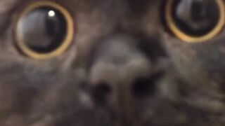 Funny Black Cat Raises Its Paws Like a Tiny Boxer 😂🐈‍⬛