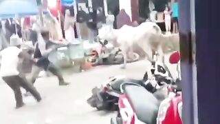 Sapi nGamuk