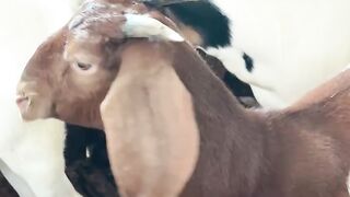 Funny videos 🤣🤣🤣🤣🤣🤣🤣🤣🤣🤣🤣🤣🤣