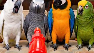 Bird  funny video