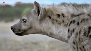Wild Life 4