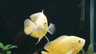 Stunning Pair of Lemon Oscar Fish in a Clear Water Tank 💛