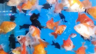 beautiful fish 3