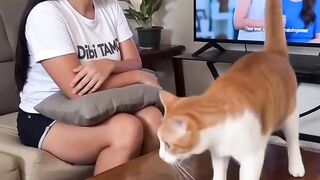GATO QUEBROU A TELEVISÃO