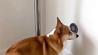 Smart dog 13