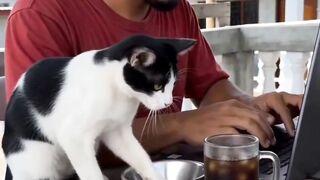 GATO APRONTANO 2