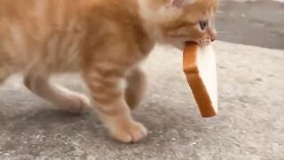 GATINHO SABE COMO PEGAR O PEIXE
