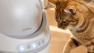 GATO SABE MEXER  NA MÁQUINA
